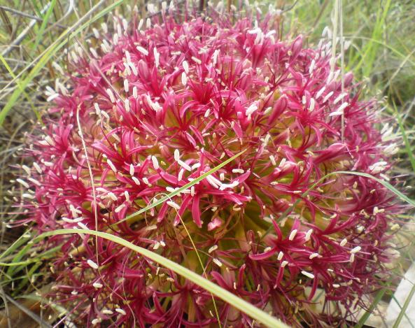Boophane disticha flower Photographed by Annette  Raaff